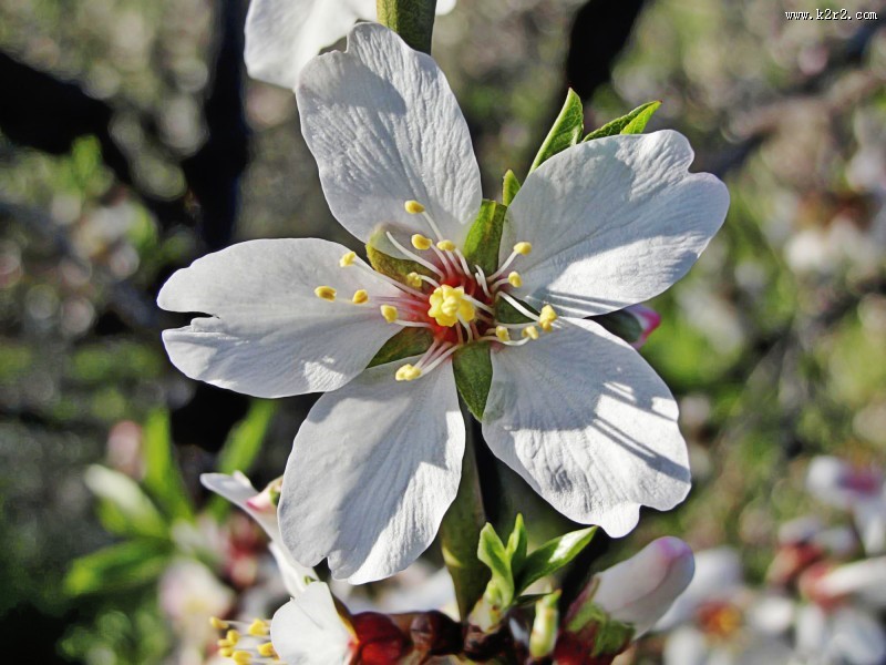 美丽的兰花图片