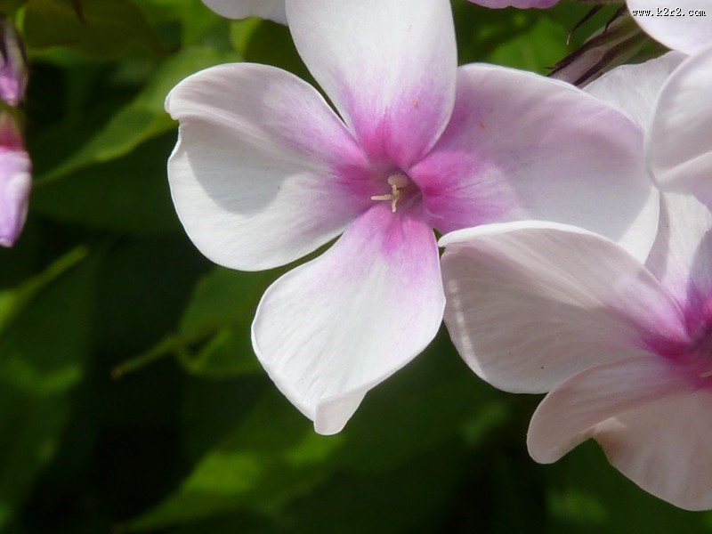 美丽的兰花图片