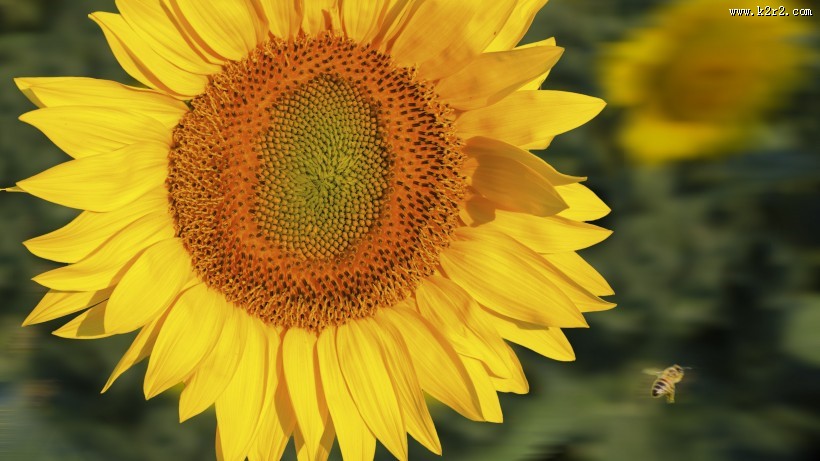 黄色的向日葵图片大全
