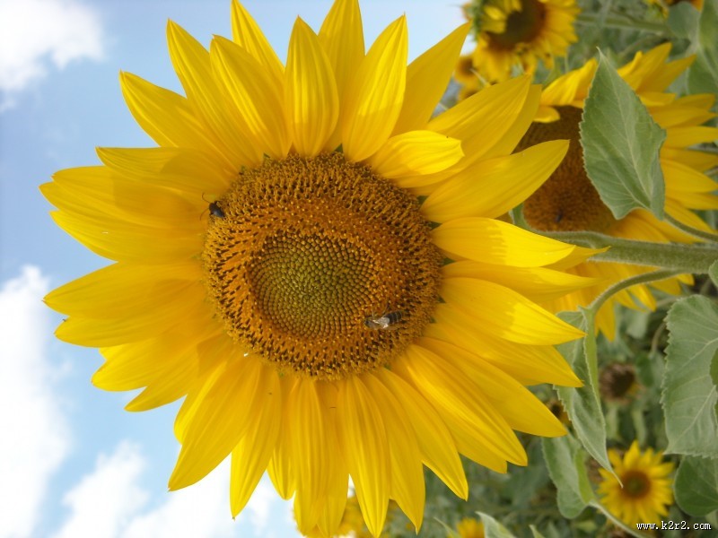 黄色的向日葵图片大全