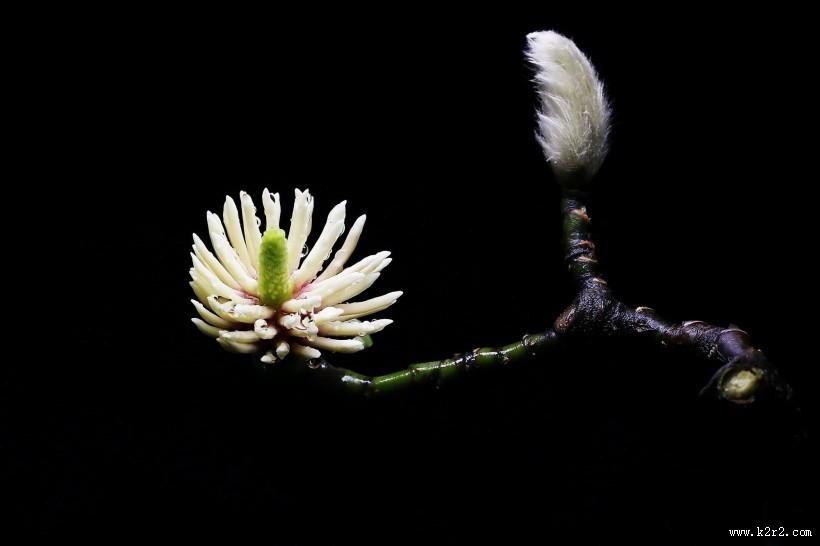 玉兰花花蕊图片