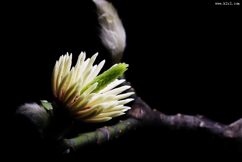 玉兰花花蕊图片