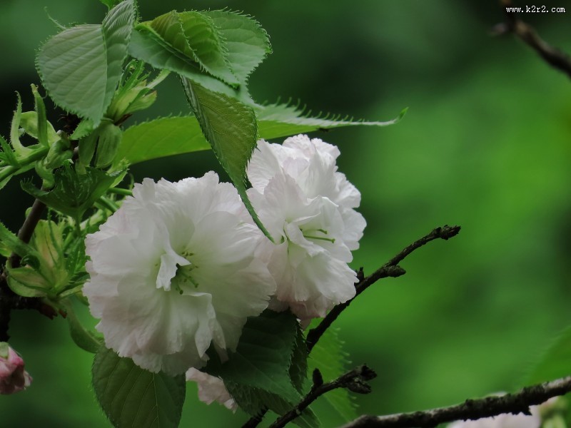 初放盛开的樱花图片