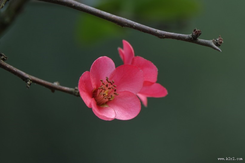 玫红色的海棠花图片