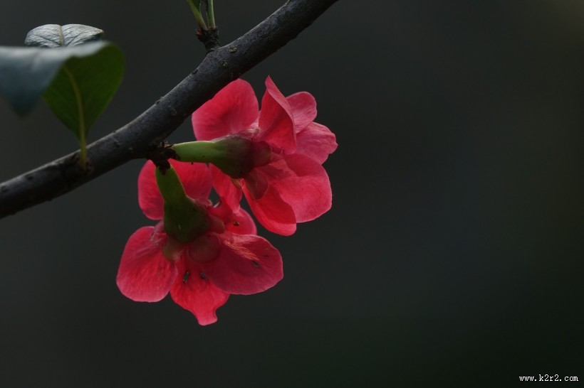玫红色的海棠花图片