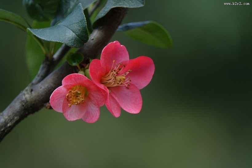 玫红色的海棠花图片
