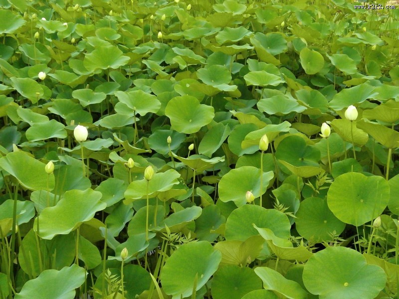 碧绿的荷叶图片大全