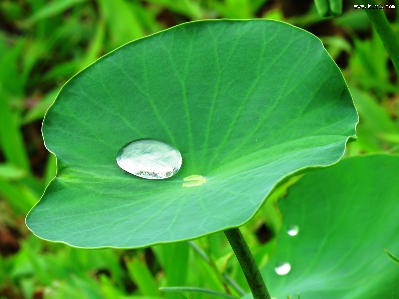 碧绿的荷叶图片大全