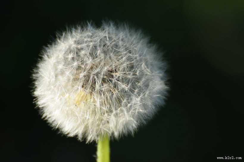 好看的蒲公英图片大全