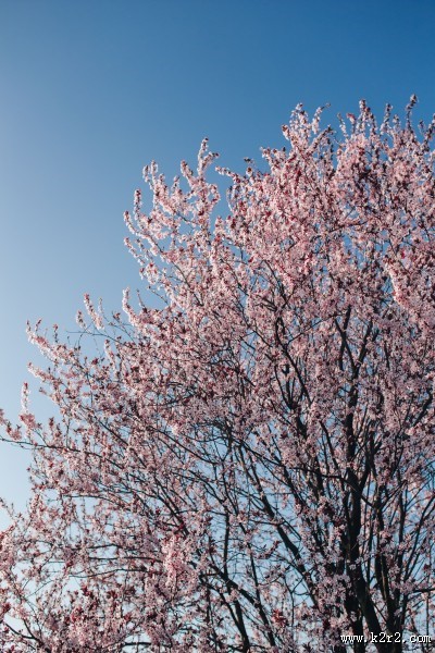 绽放的粉色樱花图片