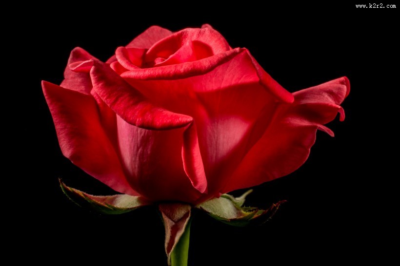 好看的红玫瑰花图片大全
