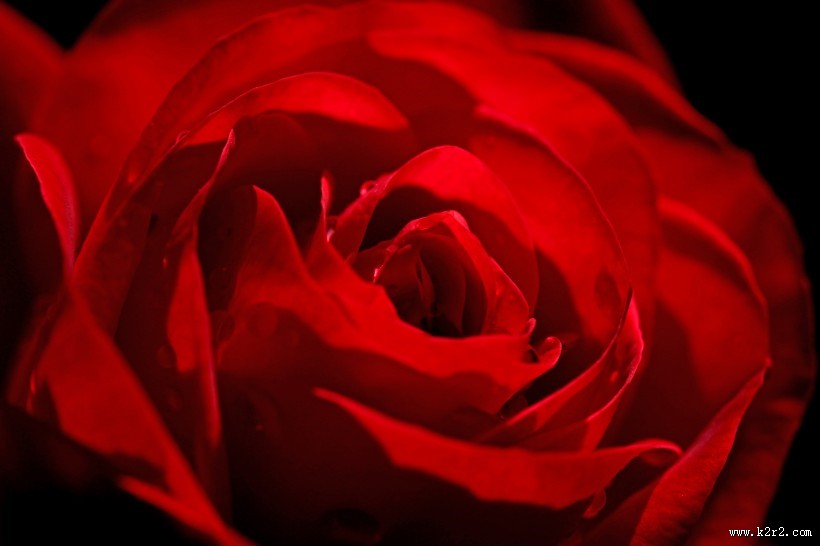 好看的红玫瑰花图片大全