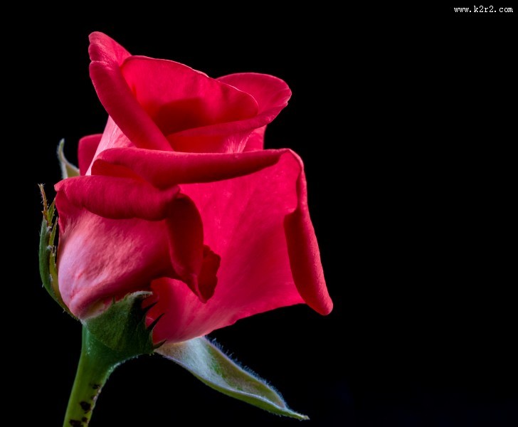 好看的红玫瑰花图片大全