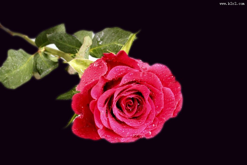 好看的红玫瑰花图片大全