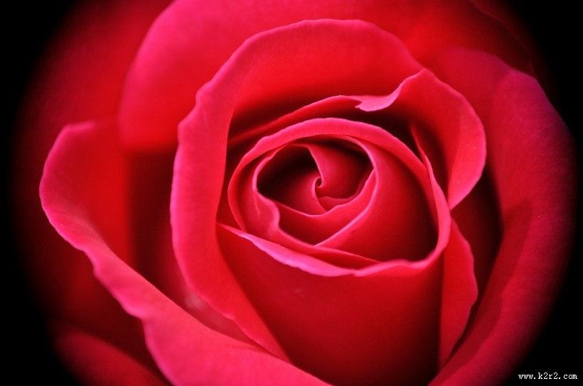 好看的红玫瑰花图片大全