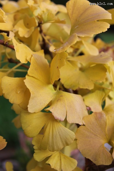 美丽的银杏树叶图片