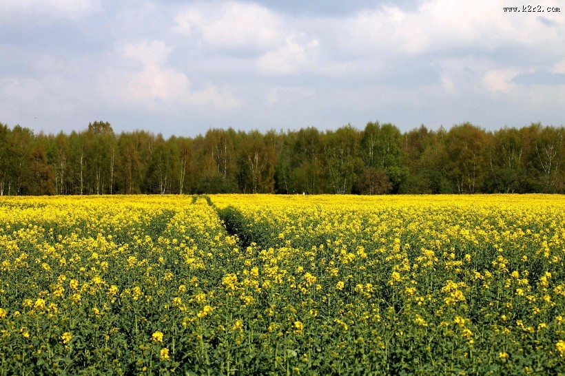 一片金黄色的油菜花田图片大全