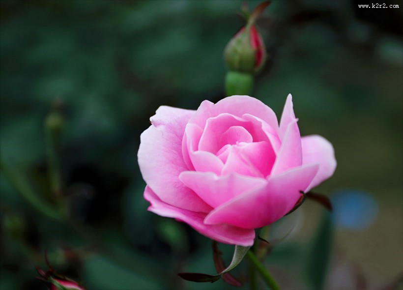 粉红的玫瑰花图片大全