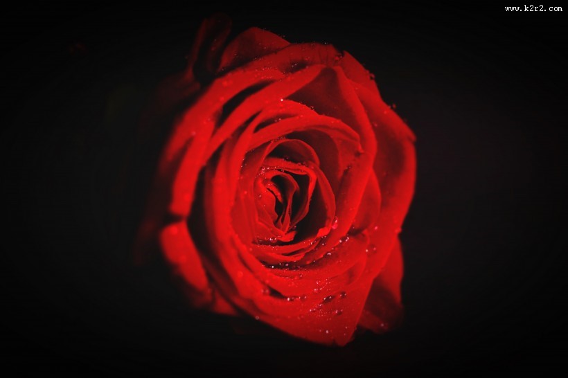 鲜红的玫瑰花图片大全