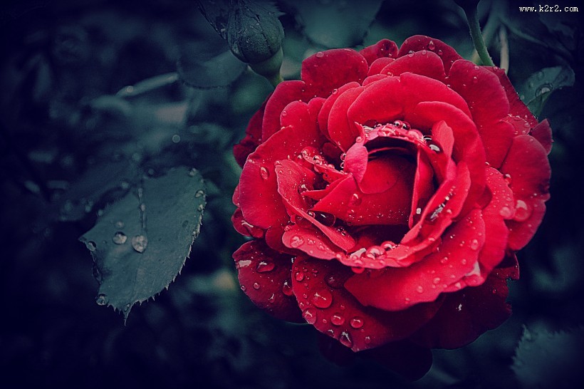 鲜红的玫瑰花图片大全