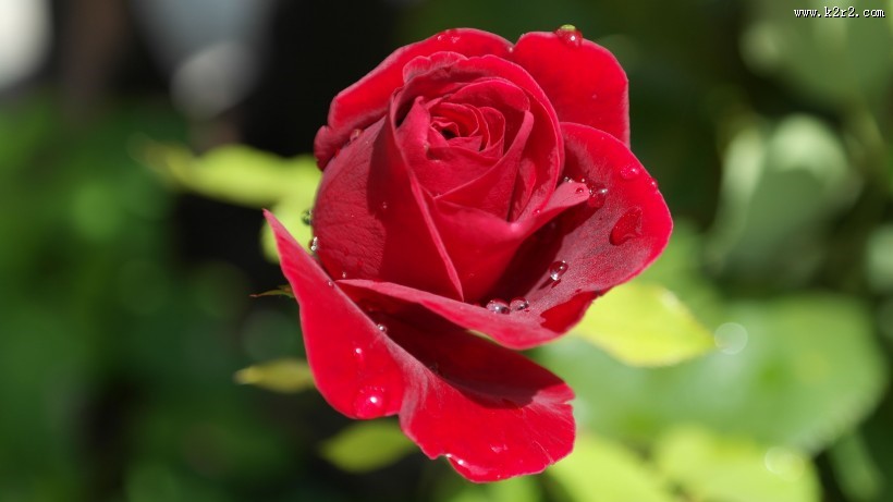 鲜红的玫瑰花图片大全