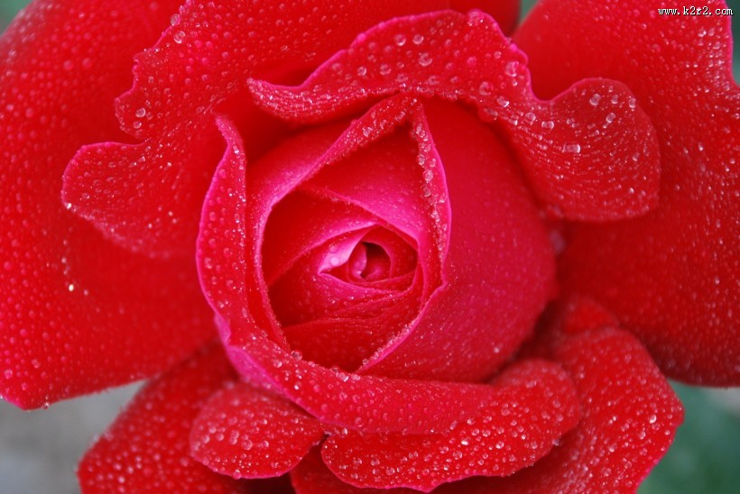 鲜红的玫瑰花图片大全