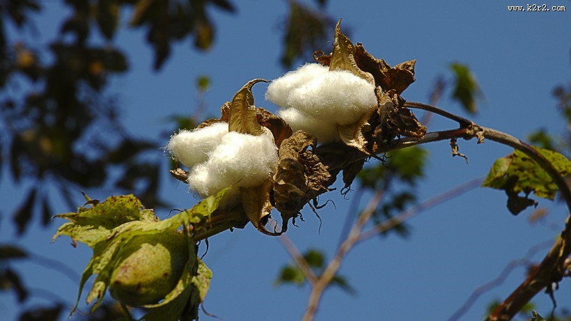 雪白的棉花图片