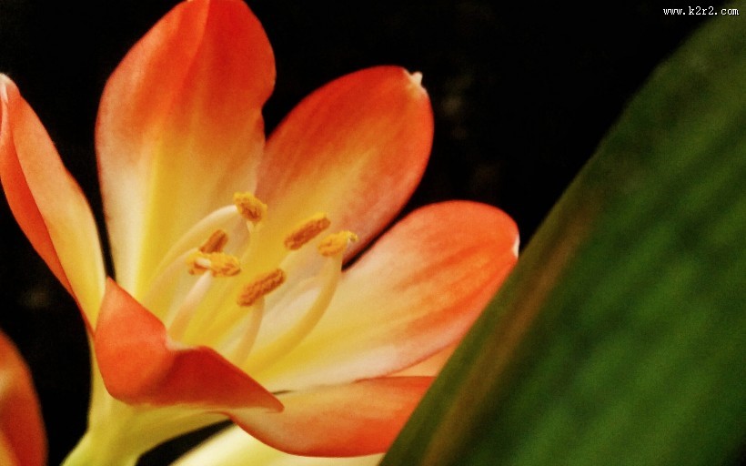 清丽脱俗的君子兰花图片