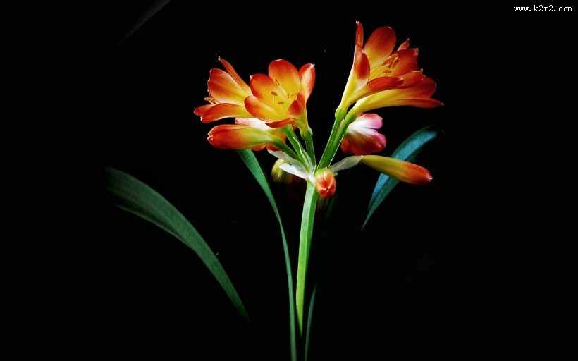 清丽脱俗的君子兰花图片