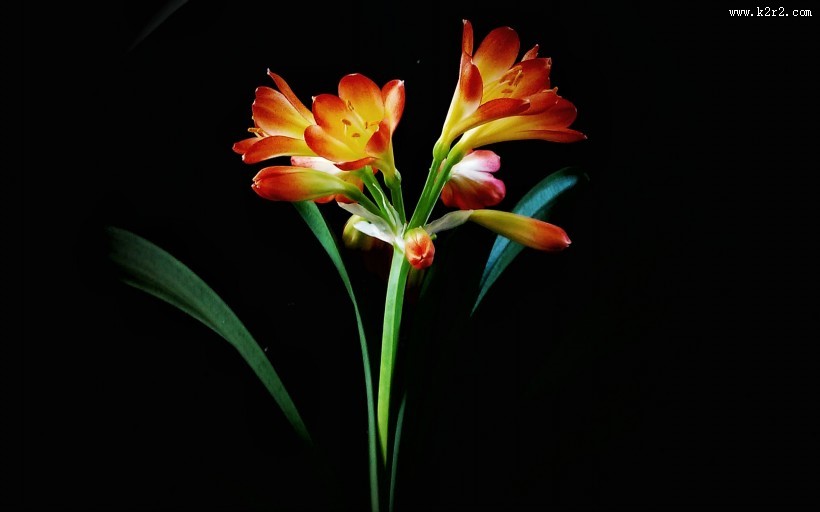 清丽脱俗的君子兰花图片