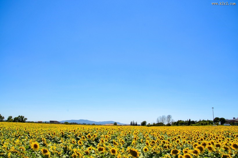 美丽的向日葵花田图片大全