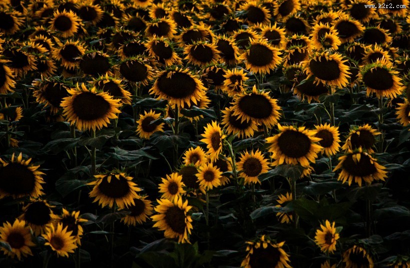 美丽的向日葵花田图片大全