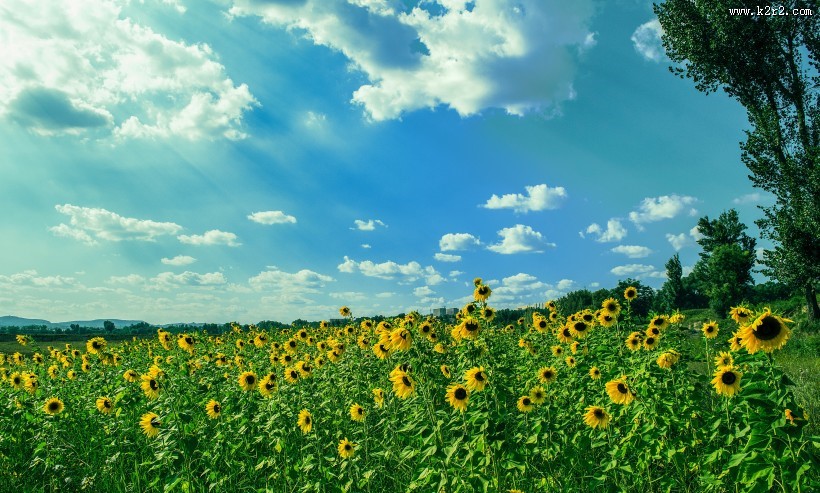 美丽的向日葵花田图片大全
