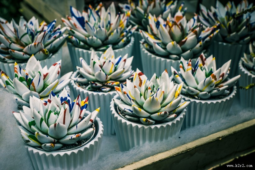 唯美的多肉植物图片大全