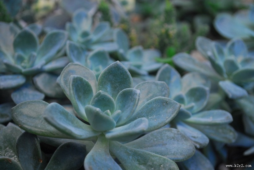 唯美的多肉植物图片大全