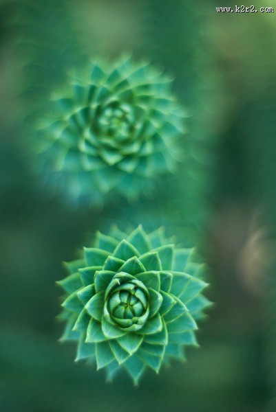 唯美的多肉植物图片大全