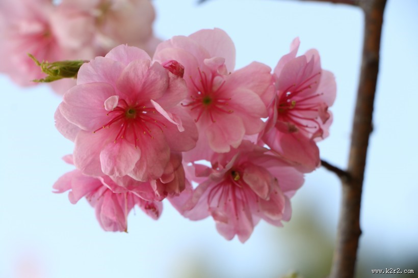 唯美绽放的樱花图片