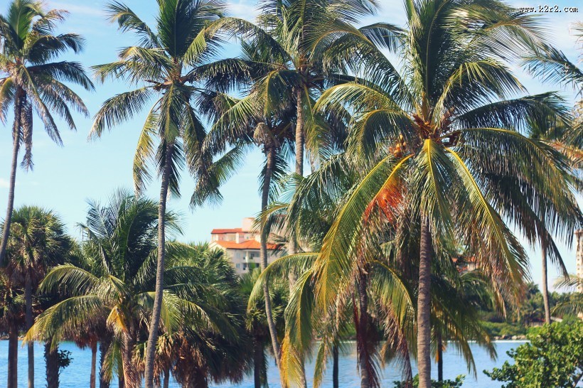 挺拔的的椰树图片