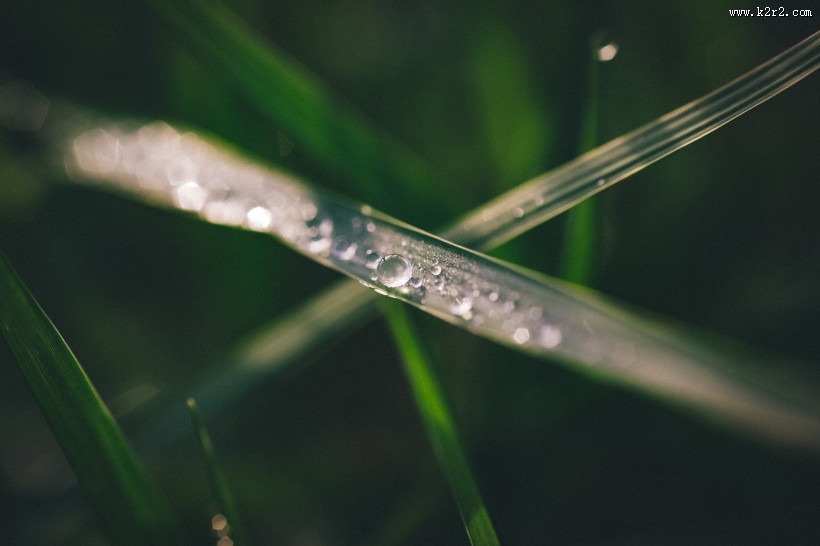 青草上面的露水图片
