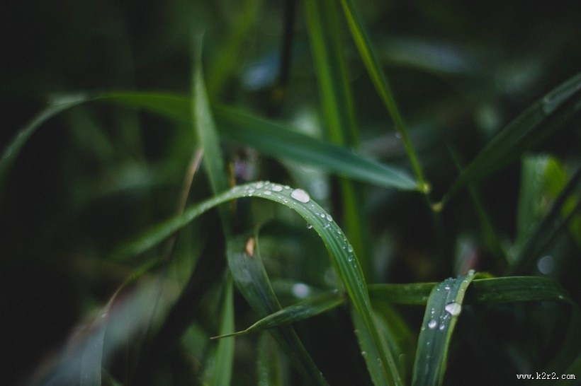 青草上面的露水图片