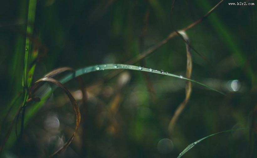 青草上面的露水图片