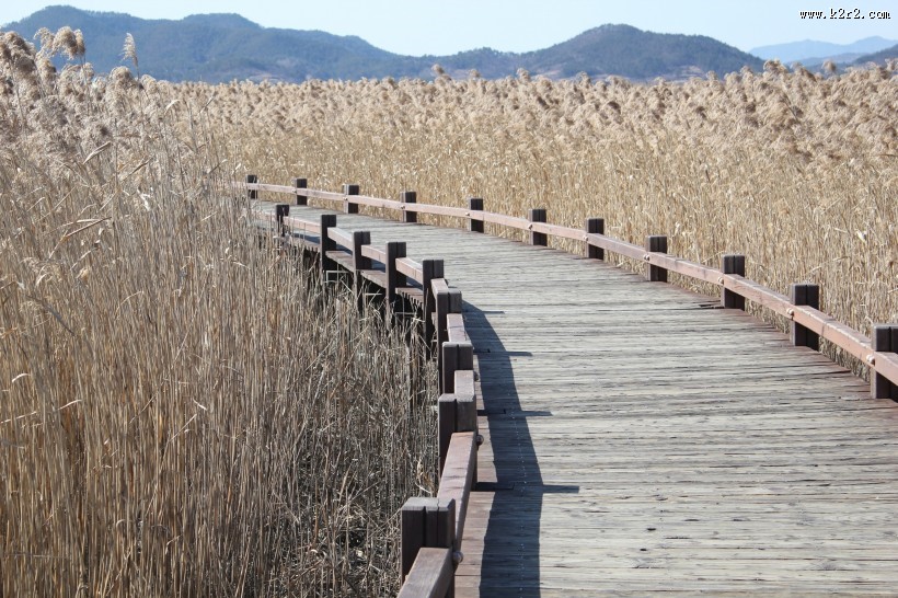 漂亮的芦苇丛图片