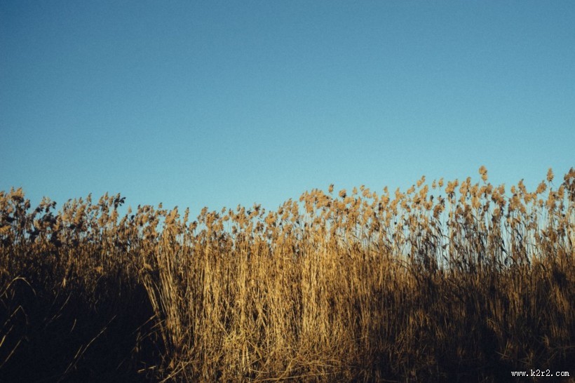 漂亮的芦苇丛图片大全