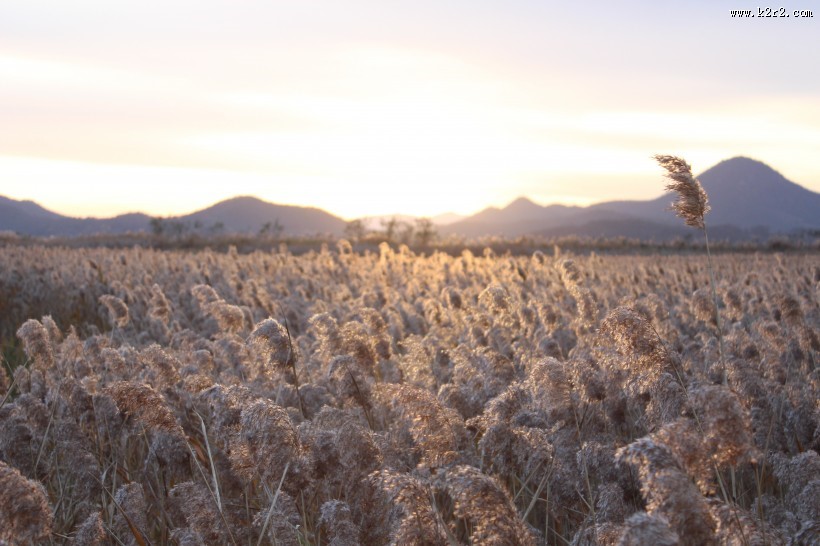漂亮的芦苇丛图片大全