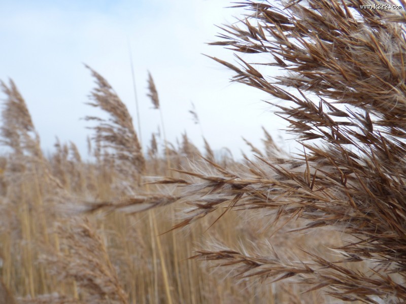 漂亮的芦苇丛图片大全