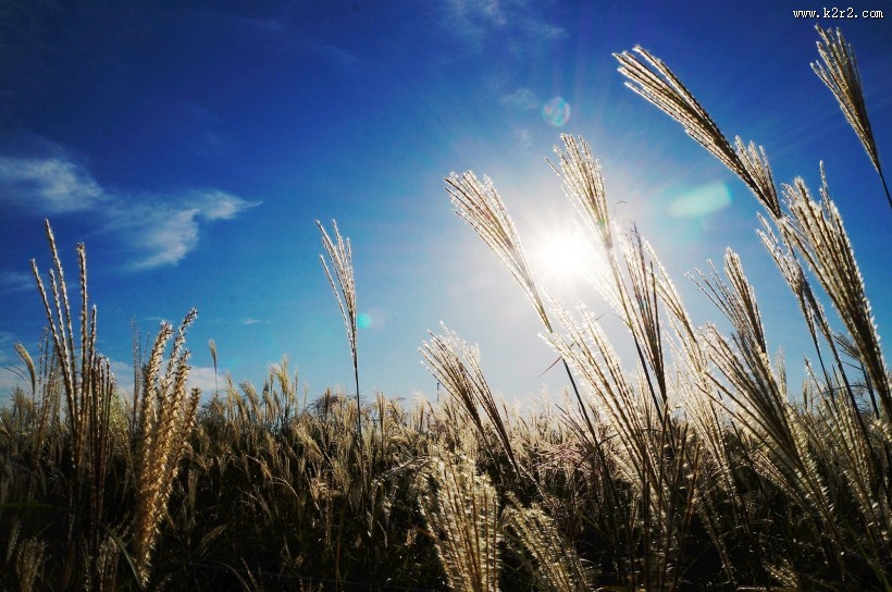 漂亮的芦苇丛图片大全