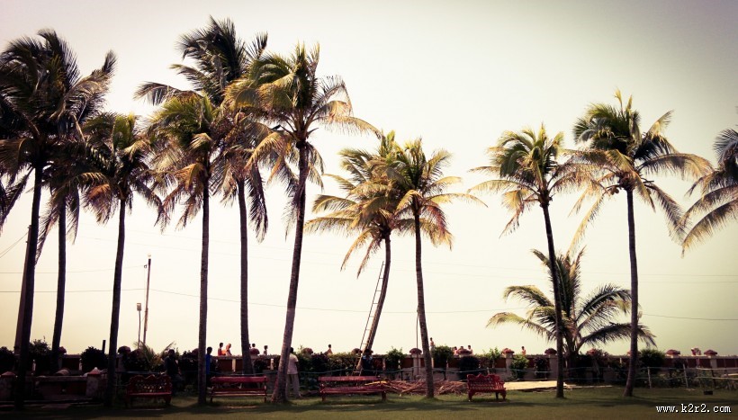 常绿乔木椰子树图片大全