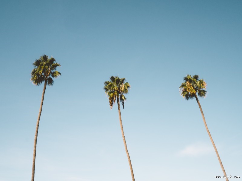 常绿乔木椰子树图片大全