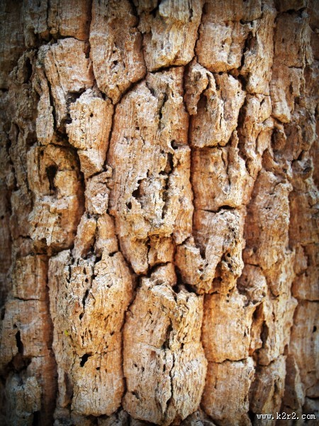 形态各异的树皮图片