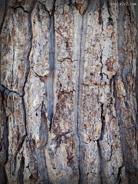 形态各异的树皮图片